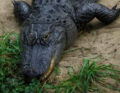 Miniatura: Sprawdź czy za twoją kanapą nie ma aligatora