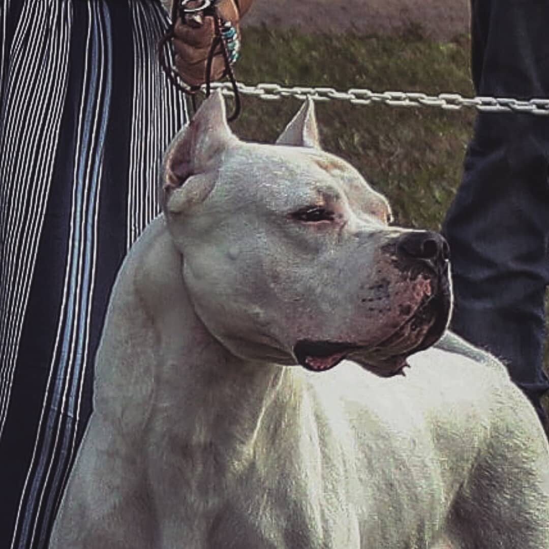 Dogo Argentino 