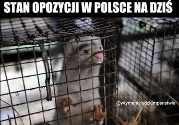 Mem komentujące polityczną walkę o ustawę futerkową 