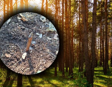 Miniatura: Leśne drogi pełne pułapek. Leśnicy...