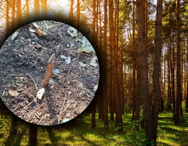 Miniatura: Leśne drogi pełne pułapek. Leśnicy...