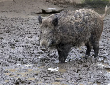 Miniatura: Chrumek pobił się z innym dzikiem i uciekł...