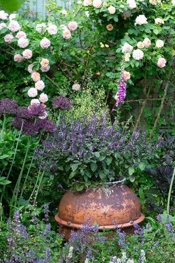 Bazylia kwiatowa Kwitnąca bazylia