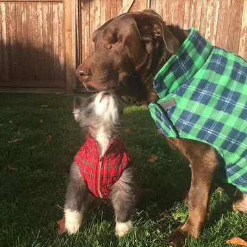 Abi i Dabi - psy, które połączyła przyjaźń 