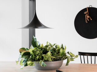 Epipremnum to jedna z najłatwiejszych w uprawie roślin doniczkowych, zniesie niemal wszystko!