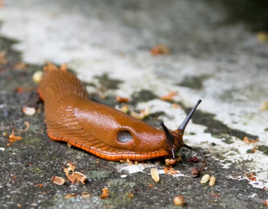Miniatura: Niecodzienny sposób na ślimaki!...