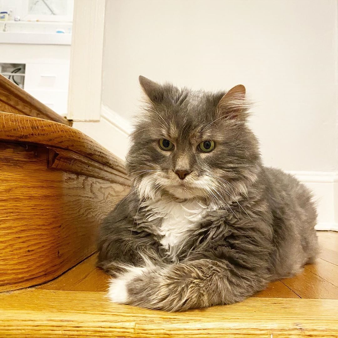 Wilford, 8-letni kot ważący 12 kilogramów 