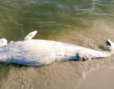 Miniatura: Martwy wieloryb na plaży na Mierzei Wiślanej