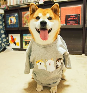Hachi 