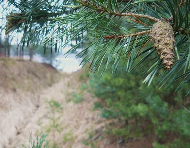 Miniatura: Niezwykła atrakcja w polskim lesie....