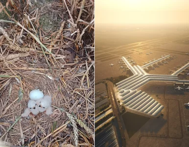 Miniatura: 30 młodych przyszło na świat. Co mają...