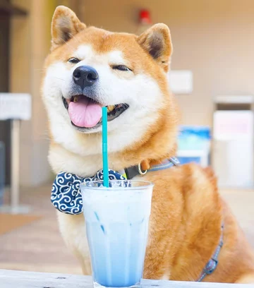 Hachi 