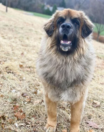 Lamont i jego przyjaciele 