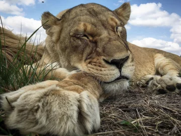 Rezerwat przyrody w RPA 