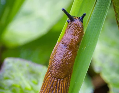 Miniatura: Pozbyłam się ślimaków na zawsze. Tani...