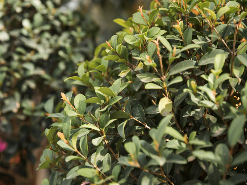 Ostrokrzew karbowanolistny (Ilex crenata)