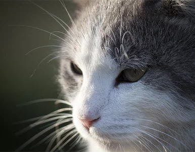 Miniatura: Słynny kot Omar zniknął. "Ktoś musiał go...