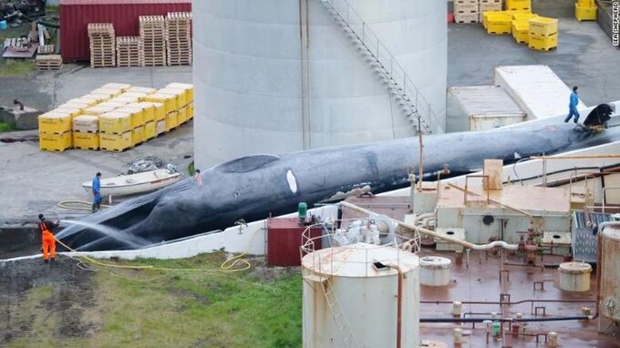 Stacja wielorybnicza w Hvalfjordur. Aktywiści Sea Shepard nie mają wątpliwości: to płetwał błękitny