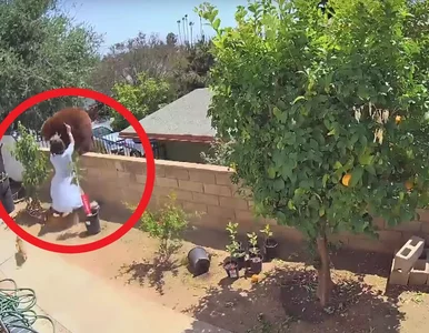 Miniatura: Nastolatka odepchnęła niedźwiedzicę, aby...