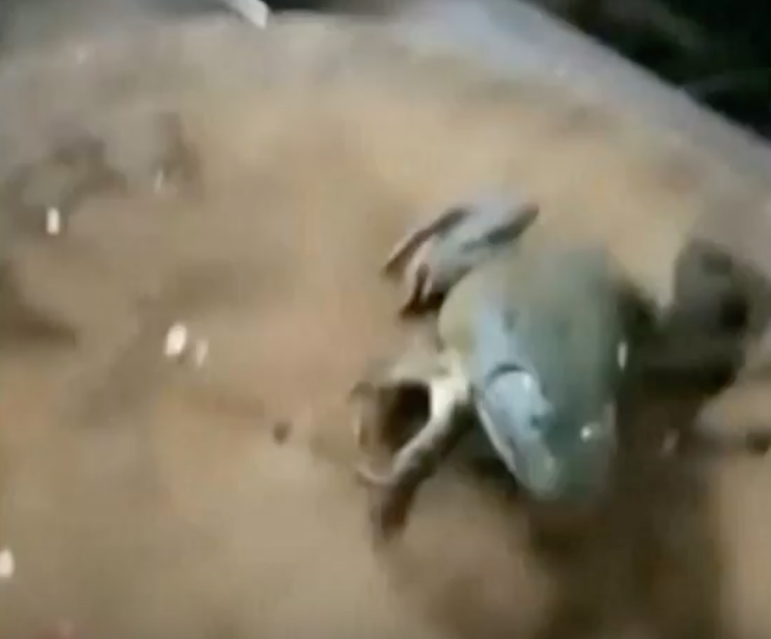 Zmutowana żaba z siedmioma nogami 