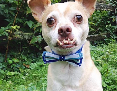 Miniatura: Pies wygląda jakby miał wściekliznę!...