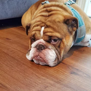 Big Poppa 