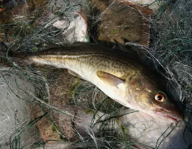 Miniatura: „Dorsz bałtycki ewoluował”. Naukowcy biją...