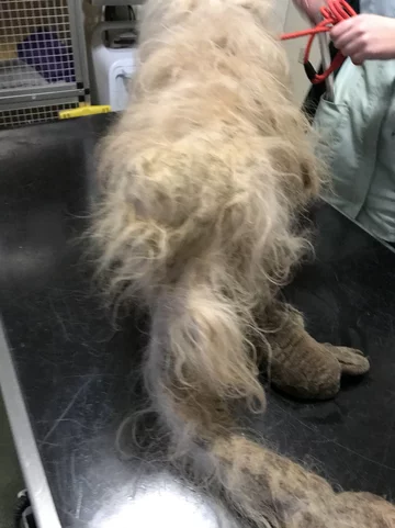 Shih-tzu Marley 