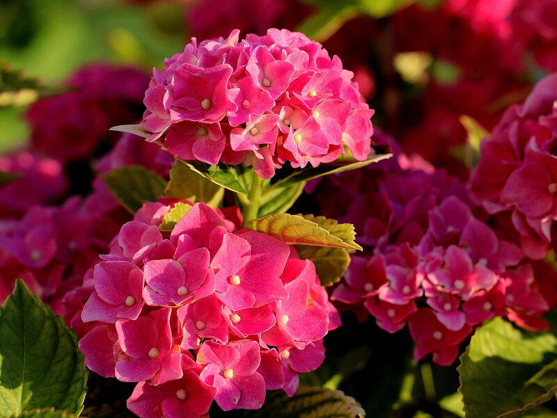 Hortensje