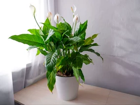 Miniatura: Nie daj się nabrać, 2 łyżeczki cukru...