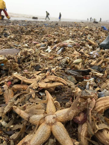 Zwierzęta wyrzucone na brzeg 