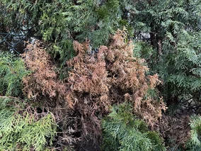 Miniatura: Rozsyp pod tuje w marcu. Przestaną...