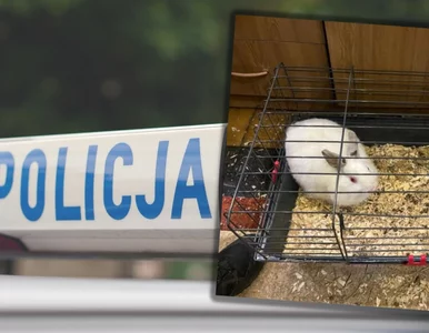 Miniatura: 48-latek znęcał się nad zwierzętami. W...