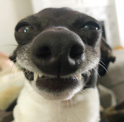 Miniatura: Penelope podbija serca internautów. Pies...