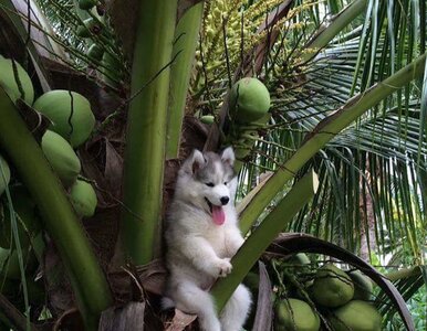 Miniatura: Dzień Psa. Te husky walczą o miano...