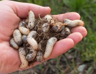 Miniatura: Zrób to w październiku, a wiosną nie...