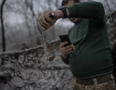 Miniatura: Plaga szczurów i myszy w ukraińskich...