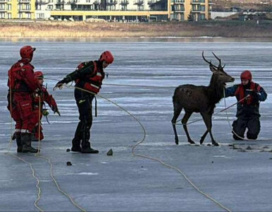 Miniatura: Uratowali jelenia pod Jelenią Górą....