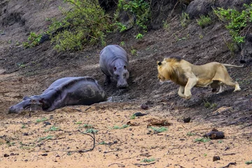 Lew polujący na hipopotama 