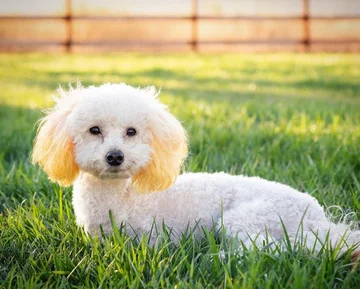 Piesek o imieniu Cora 