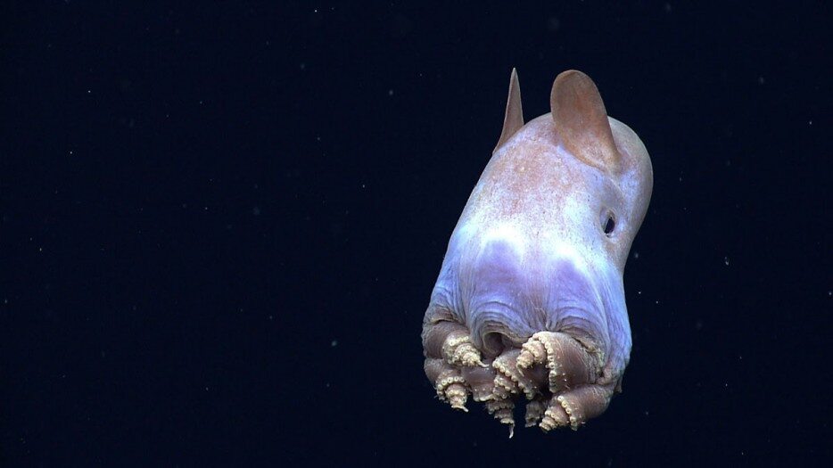 Grimpoteuthis (fot. epicdash.com)