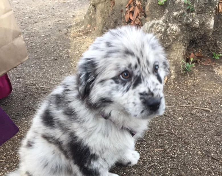 Miniatura: Te psy przypominają ciasteczka Oreo. I są...