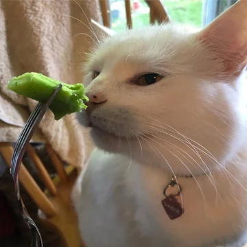 Smudge 