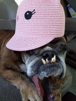 Miniatura: Zsa Zsa - najbrzydszy pies na świecie