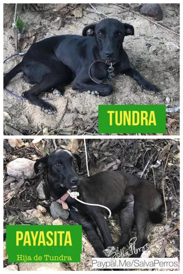 Tundra 