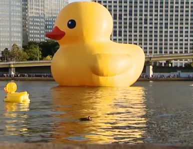 Miniatura: Wielka gumowa kaczka odwiedziła Pittsburgh