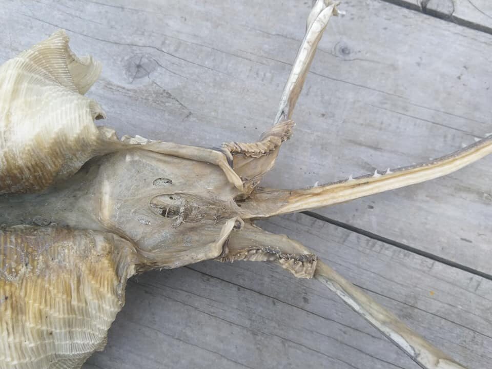 Szkielet znaleziony przez mieszkankę Nowej Zelandii 