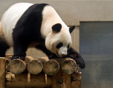 Miniatura: Dwudziestoletnia panda szósty raz została...