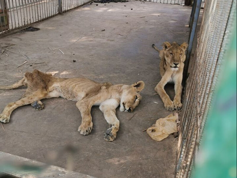 Chore i głodujące lwy w parku. „Ich kości przebijają się przez skórę” 