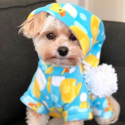 Miniatura: Kiedyś został porzucony na ulicy, teraz...